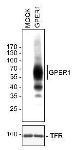 GPR30 Antibody in Western Blot (WB)