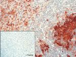 CNR2 Antibody in Immunohistochemistry (IHC)