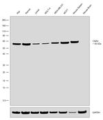 CNR2 Antibody