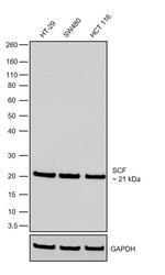 SCF Antibody in Western Blot (WB)