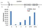 Histone H1.4 Antibody in ChIP Assay (ChIP)