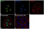 Histone H1.4 Antibody in Immunocytochemistry (ICC/IF)