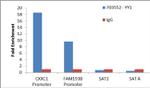 YY1 Antibody