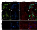 YY1 Antibody in Immunocytochemistry (ICC/IF)