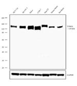 TYRO3 Antibody in Western Blot (WB)