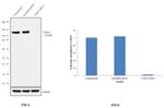 TYRO3 Antibody in Western Blot (WB)