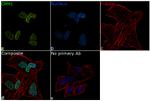 CRM1 Antibody in Immunocytochemistry (ICC/IF)