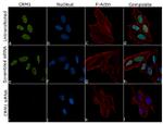 CRM1 Antibody in Immunocytochemistry (ICC/IF)