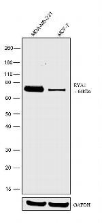 EYA1 Antibody in Western Blot (WB)