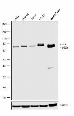 EYA1 Antibody in Western Blot (WB)