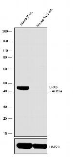 LHX6 Antibody in Western Blot (WB)