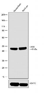 LHX6 Antibody in Western Blot (WB)