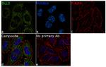 DLL3 Antibody in Immunocytochemistry (ICC/IF)