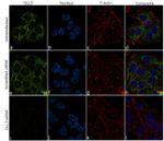 DLL3 Antibody in Immunocytochemistry (ICC/IF)