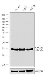 CXCL13 Antibody in Western Blot (WB)