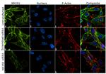 NRXN1 Antibody in Immunocytochemistry (ICC/IF)