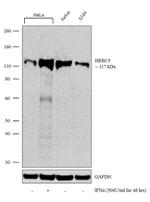 HERC5 Antibody