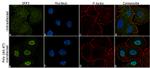 IRF3 Antibody