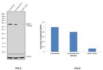 BASP1 Antibody in Western Blot (WB)