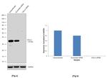 VGLL4 Antibody in Western Blot (WB)