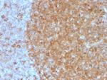 CD71/Transferrin Receptor (TFRC) Antibody in Immunohistochemistry (Paraffin) (IHC (P))