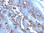 CD71/Transferrin Receptor (TFRC) Antibody in Immunohistochemistry (Paraffin) (IHC (P))