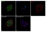 PRMT5 Antibody in Immunocytochemistry (ICC/IF)