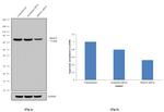 PRMT5 Antibody