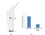 PKM2 Antibody in Western Blot (WB)