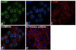 WDR5 Antibody in Immunocytochemistry (ICC/IF)