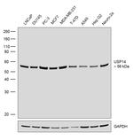 USP14 Antibody in Western Blot (WB)