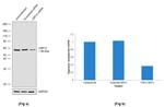 USP14 Antibody in Western Blot (WB)