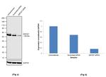 ZNF207 Antibody in Western Blot (WB)