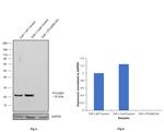 PYCARD Antibody