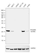 PYCARD Antibody