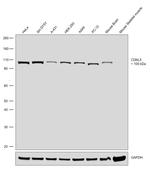 CDKL5 Antibody