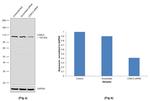 CDKL5 Antibody