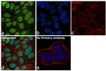 LSD1 Antibody in Immunocytochemistry (ICC/IF)