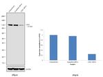 LSD1 Antibody