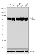 E6AP Antibody in Western Blot (WB)