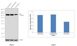 E6AP Antibody in Western Blot (WB)