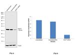 CNOT7 Antibody in Western Blot (WB)