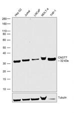 CNOT7 Antibody in Western Blot (WB)