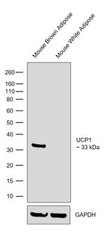 UCP1 Antibody in Western Blot (WB)