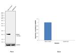 RAB29 Antibody in Western Blot (WB)