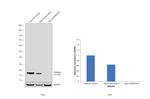 p16INK4a Antibody