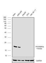 p16INK4a Antibody