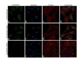 p16INK4a Antibody