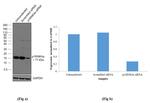 p16INK4a Antibody