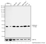 H3K4me3 Antibody in Western Blot (WB)